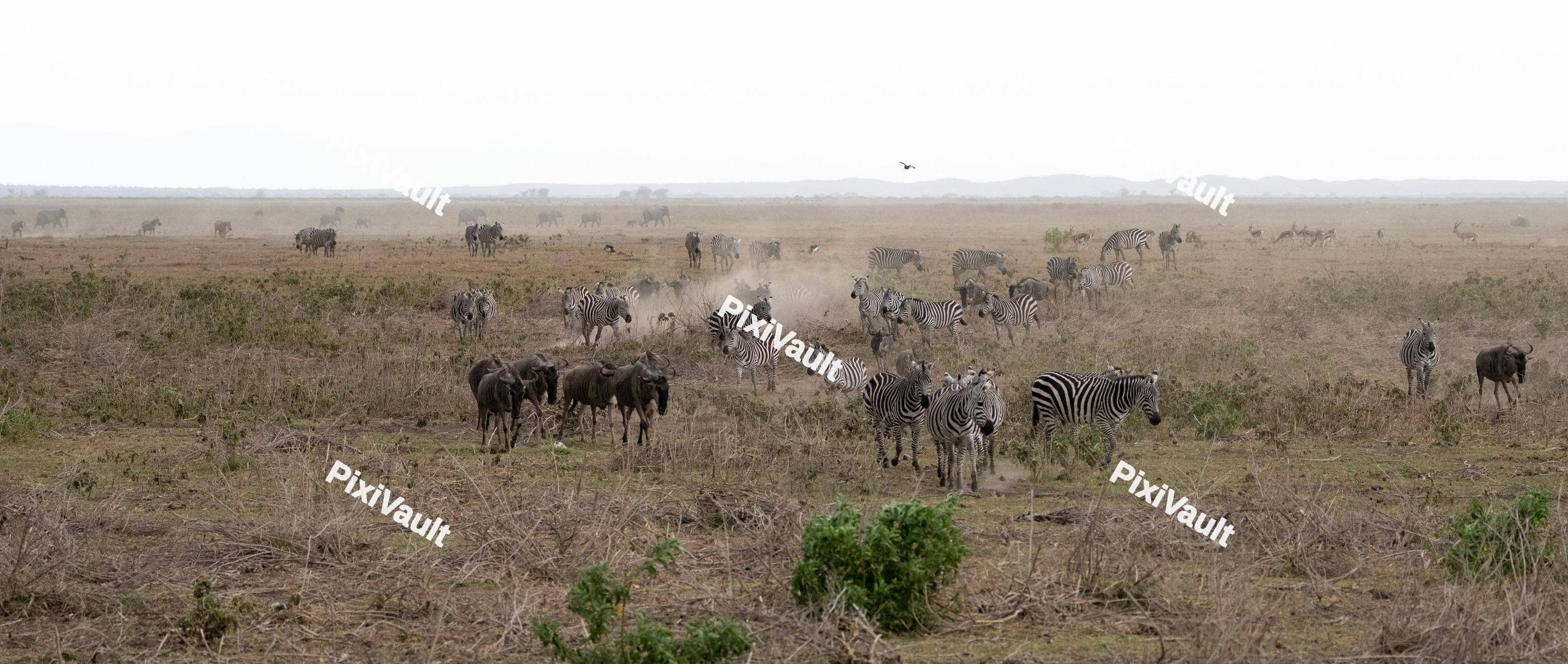 Zebras And Wildebeest